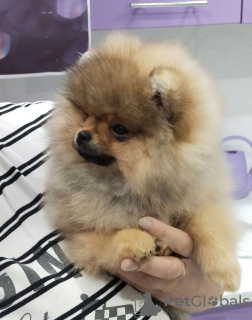 Photo №4. I will sell pomeranian in the city of Brest. breeder - price - 1585$