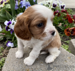 Photo №1. cavalier king charles spaniel - for sale in the city of Berlin | 581$ | Announcement № 127110