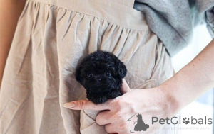 Photo №2 to announcement № 177585 for the sale of poodle (toy) - buy in Germany breeder
