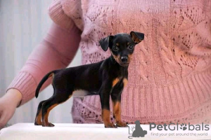 Photo №2 to announcement № 7966 for the sale of miniature pinscher - buy in Belarus from nursery