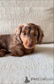 Photo №3. Adorable Dachshund puppies for sale. Switzerland