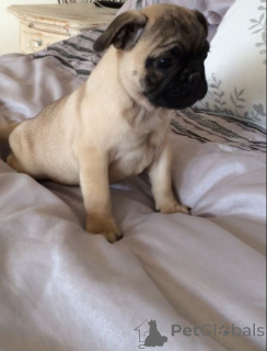 Photo №1. pug - for sale in the city of LandSkrona | 403$ | Announcement № 107009