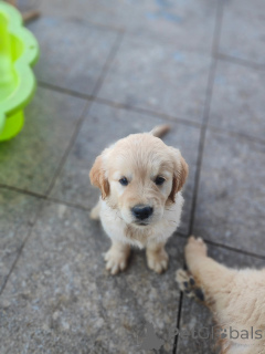 Photo №2 to announcement № 177479 for the sale of golden retriever - buy in France private announcement