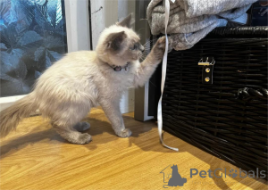 Photo №2 to announcement № 152929 for the sale of birman - buy in Germany 