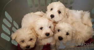 Photo №1. maltese dog - for sale in the city of Неаполь | 581$ | Announcement № 127686