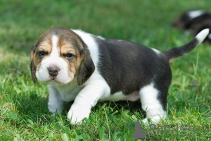 Photo №1. beagle - for sale in the city of Brussels | negotiated | Announcement № 124773