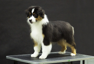 Photo №2 to announcement № 1477 for the sale of australian shepherd - buy in Russian Federation private announcement