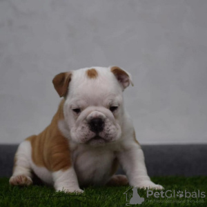 Additional photos: English bulldog puppies