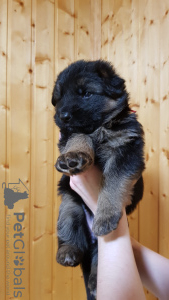 Photo №3. german shepherd puppies. Belarus