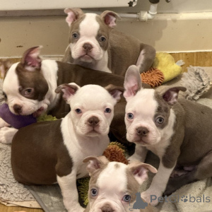 Photo №1. boston terrier - for sale in the city of Grebbestad | negotiated | Announcement № 169709