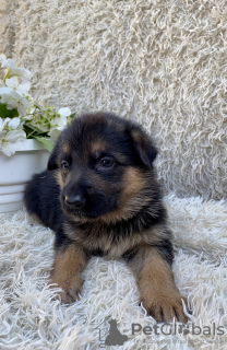 Photo №4. I will sell german shepherd in the city of Dnipro. breeder - price - negotiated