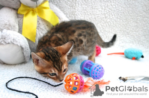Photo №3. Healthy Bengal kittens for sale. Germany