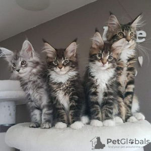 Photo №2 to announcement № 114047 for the sale of maine coon - buy in Germany private announcement