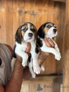 Photo №1. beagle - for sale in the city of Munich | negotiated | Announcement № 169051