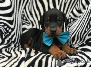 Photo №1. scottish deerhound - for sale in the city of Tampa | 400$ | Announcement № 139212