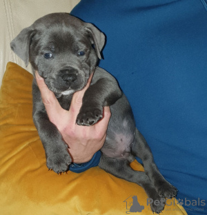 Photo №2 to announcement № 18150 for the sale of staffordshire bull terrier - buy in United Kingdom private announcement