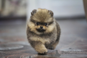 Photo №4. I will sell  in the city of Ust-Kamenogorsk. from nursery, breeder - price - 4700$