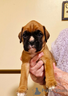 Photo №4. I will sell non-pedigree dogs in the city of Vienna. breeder - price - 235$