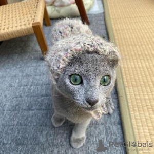 Photo №2 to announcement № 113008 for the sale of russian blue - buy in Finland 