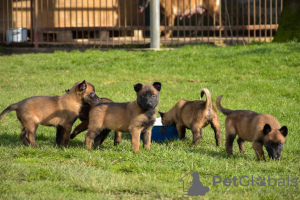 Photo №1. belgian shepherd - for sale in the city of Janczyce | negotiated | Announcement № 43854