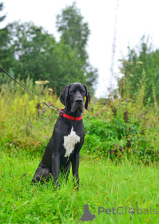Photo №4. I will sell great dane in the city of Moskova. from nursery, breeder - price - negotiated