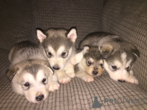 Photo №1. alaskan malamute - for sale in the city of Stockholm | 710$ | Announcement № 18603