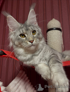 Photo №2 to announcement № 155327 for the sale of maine coon - buy in Austria private announcement