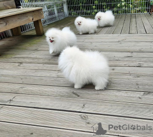 Photo №3. KC White Pomeranian. Romania