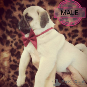 Photo №1. pug - for sale in the city of Odessa | 257$ | Announcement № 13253