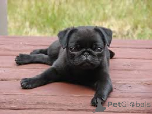Photo №4. I will sell pug in the city of Londonderry.  - price - negotiated