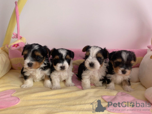 Photo №1. yorkshire terrier - for sale in the city of Hasselt | 423$ | Announcement № 95010
