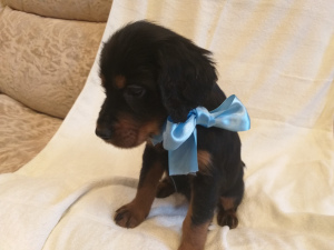 Photo №4. I will sell gordon setter in the city of St. Petersburg. private announcement, breeder - price - 407$