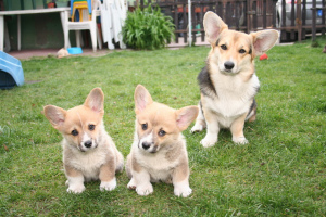 Photo №2 to announcement № 770 for the sale of welsh corgi - buy in Ukraine breeder