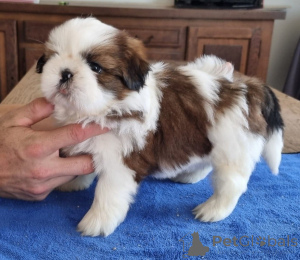 Photo №4. I will sell shih tzu in the city of Limbourg.  - price - Is free