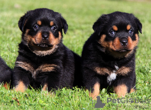 Photo №1. rottweiler - for sale in the city of Paris | negotiated | Announcement № 76032