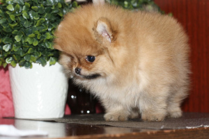 Photo №4. I will sell pomeranian in the city of Yaroslavl. from nursery, breeder - price - Negotiated