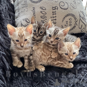 Photo №1. bengal cat - for sale in the city of Berlin | negotiated | Announcement № 163540