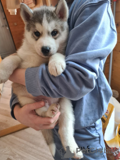 Photo №4. I will sell siberian husky in the city of Tallinn. private announcement - price - negotiated