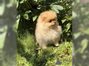 Photo №3. Beautiful Pomeranian Zwergspitz Babies. Germany