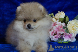 Photo №3. Pomeranian boy - cream sable. Russian Federation