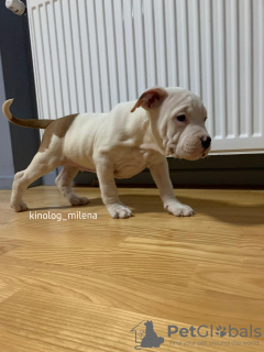 Photo №3. American Bools XL/Standard/Classic Puppy. Serbia