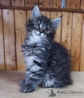 Photo №2 to announcement № 26872 for the sale of maine coon - buy in Russian Federation from nursery, breeder