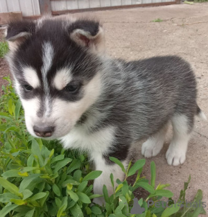 Photo №2 to announcement № 144169 for the sale of siberian husky - buy in Russian Federation private announcement