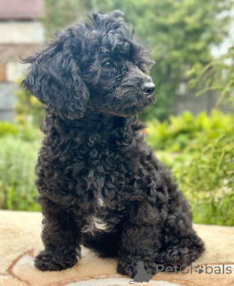 Photo №2 to announcement № 170409 for the sale of poodle (dwarf) - buy in Belarus 