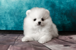 Photo №2 to announcement № 4454 for the sale of pomeranian - buy in Russian Federation from nursery, breeder