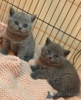 Photo №1. british shorthair - for sale in the city of Амстердам | negotiated | Announcement № 75590