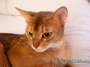 Photo №1. abyssinian cat - for sale in the city of Riga | 53$ | Announcement № 91918