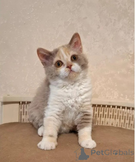 Photo №1. selkirk rex shorthair - for sale in the city of Bleialf | 361$ | Announcement № 177043