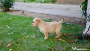 Photo №3. Golden retriever kölykök eladók . Germany