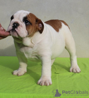 Photo №2 to announcement № 132764 for the sale of english bulldog - buy in Serbia breeder